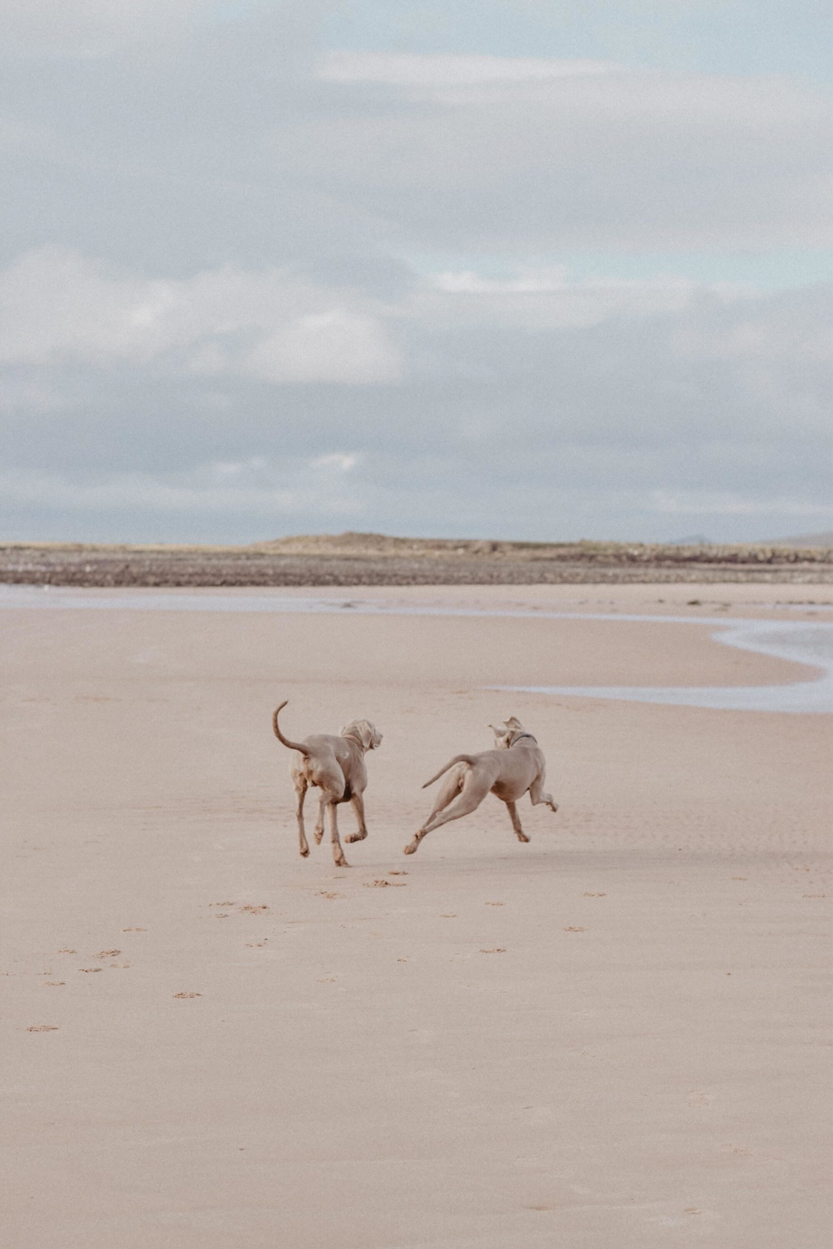 Dogs running on the beach happiliy